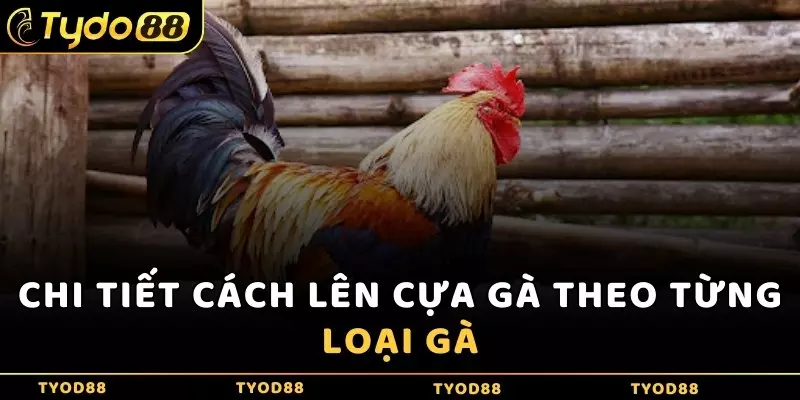 Chi tiết cách lên cựa gà theo từng loại gà