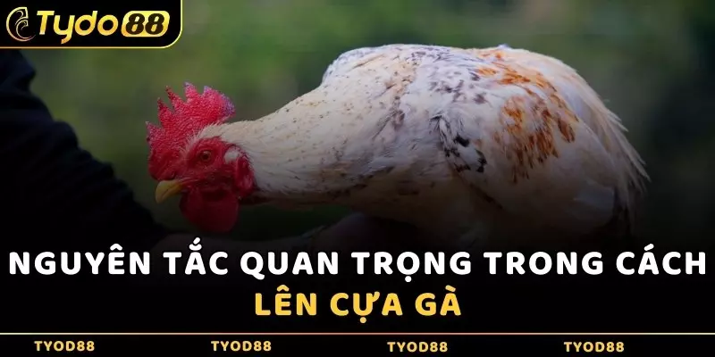 Nguyên tắc quan trọng trong cách lên cựa gà