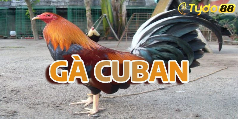 gà Cuban