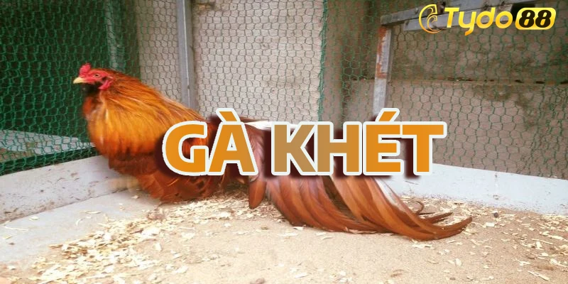 gà khét